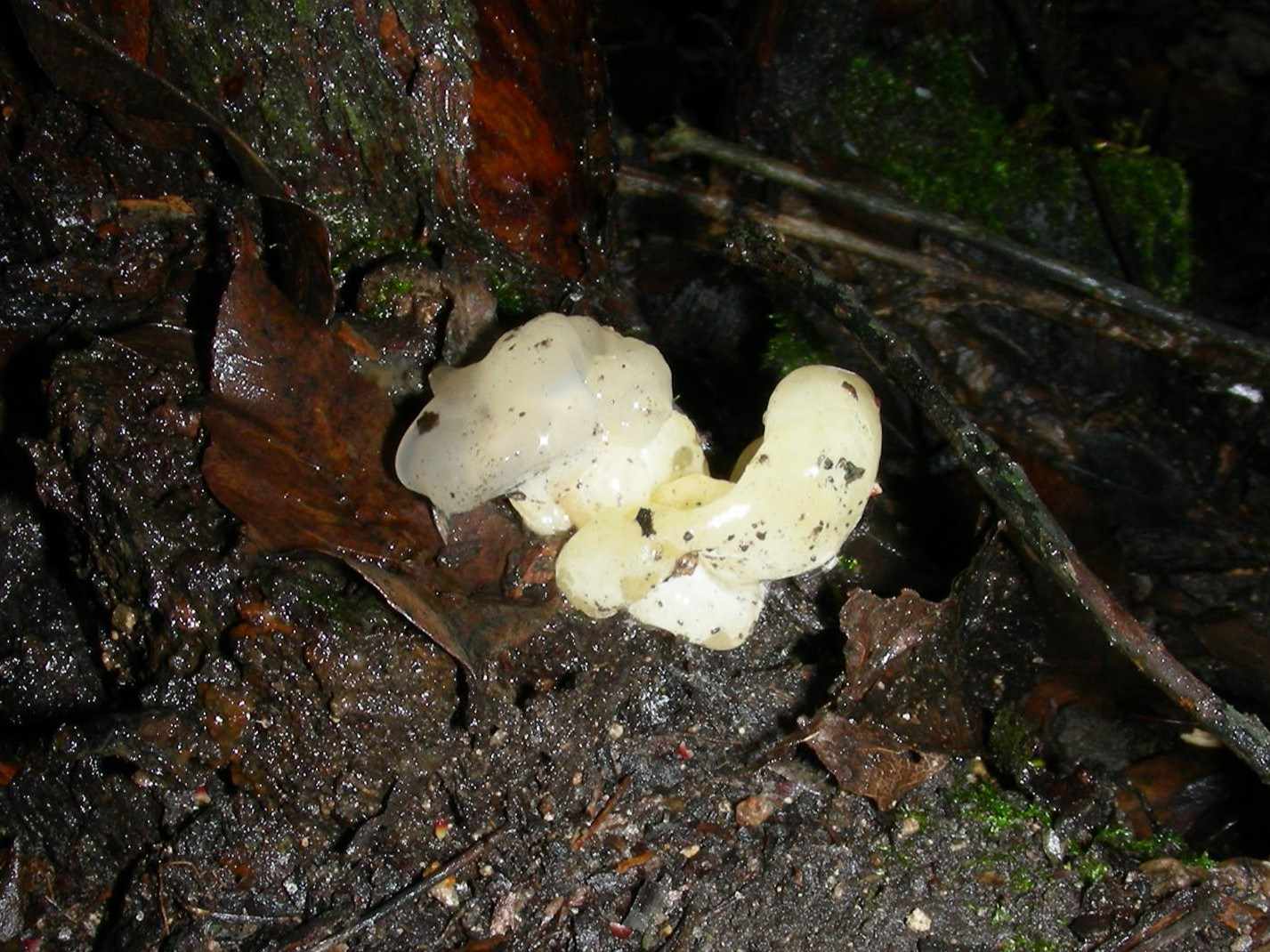 1856 Dicembre vecchio ritrovamento